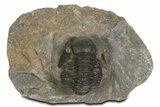 Detailed Proetid (Gerastos) Trilobite Fossil - Morocco #343301-3
